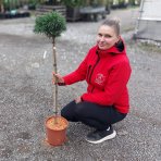 Borovica horská (Pinus mugo) 'BENJAMIN' - výška 90-100 cm, kont. C5L - NA KMIENKU